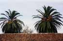 Kanaren, Kanarische Inseln, Spanien, Teneriffa, La Palma, Gran Canaria, Lanzarote, Wandern, Ferienhaus, Finca