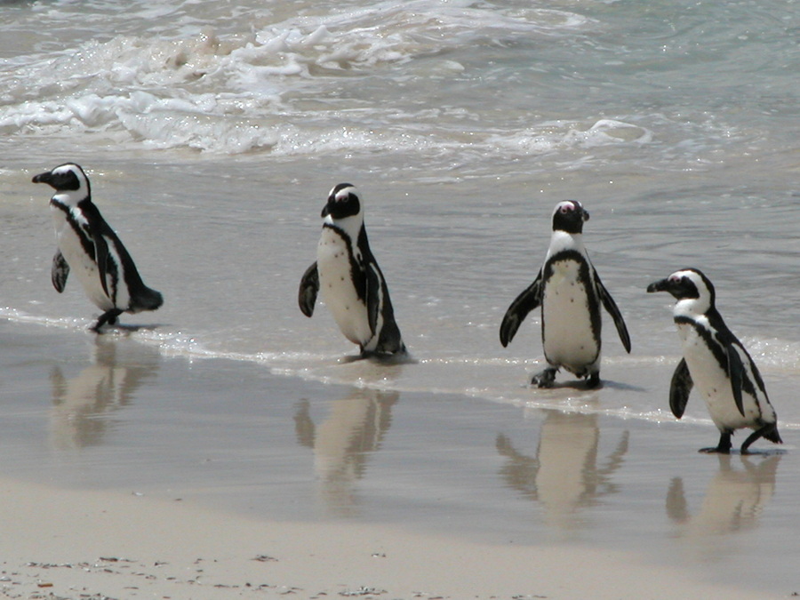 Chapman's Peak Drive - Boulders Beach - Pinguine - Kapstadt Reisebericht