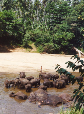 Elefanten in Kegalla