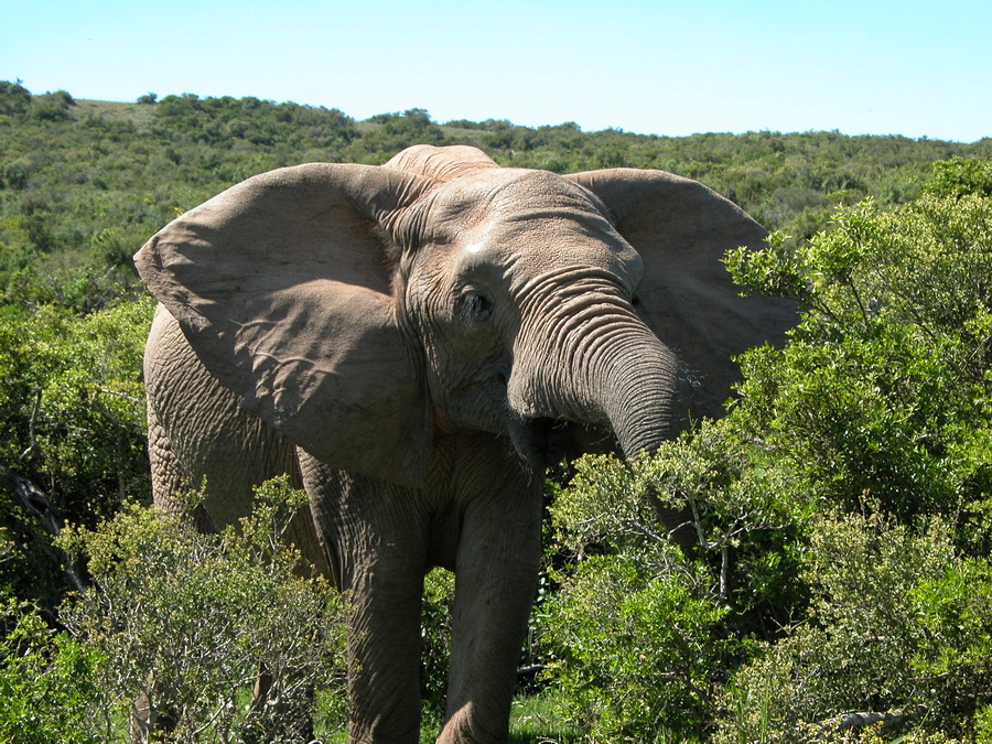Der Addo Elephant National Park liegt 73 km nordöstlich von Port Elizabeth und ist malariafrei. Hier gibt es Elefanten tonnen-weise, ca. 350 sind hier zu hause
