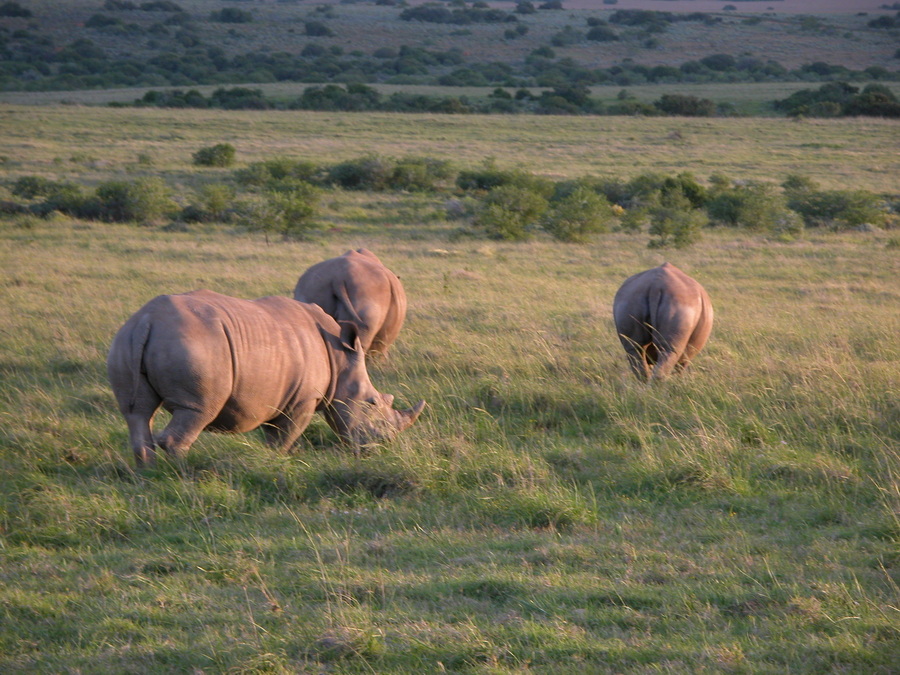 Shamwari Game Reserve - Südafrika - Safari auf der Garden Route