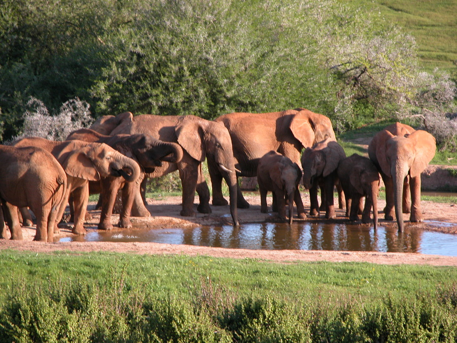 Elefanten im Addo Nationalpark - Südafrika