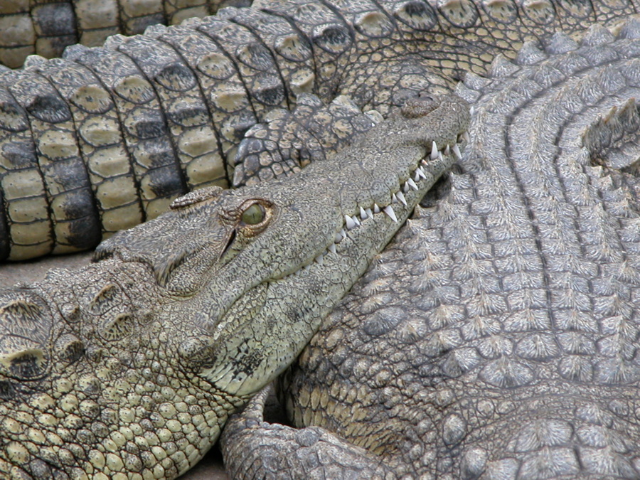 St. Lucia Crocodile Centre