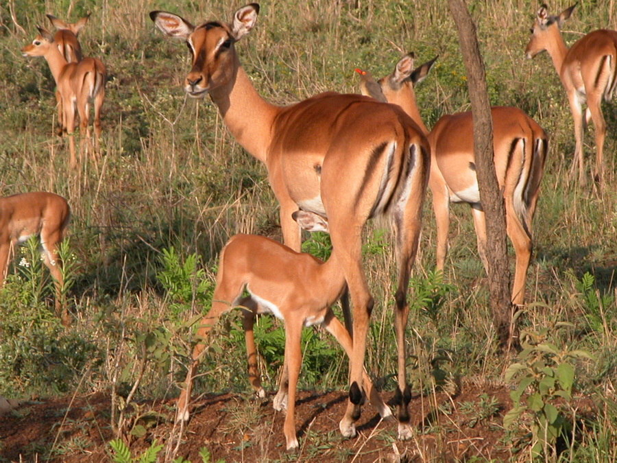 Impala in Hluhluwe Game Reserve - Südafrika