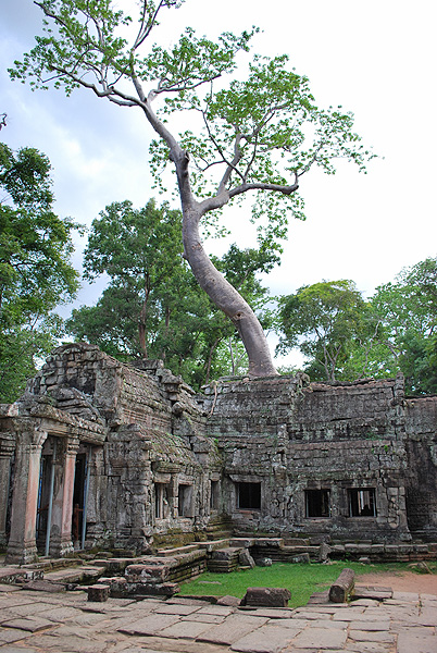 Kambodscha - Siem Reap -  Ankor - Ta Prohm