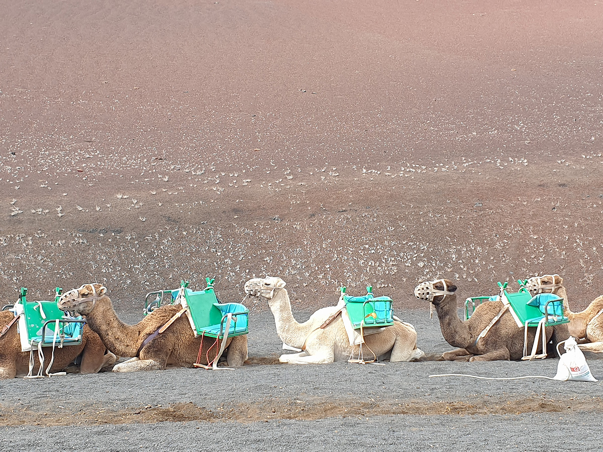 Timanfaya Nationalpark - Echadero de los Camellos
