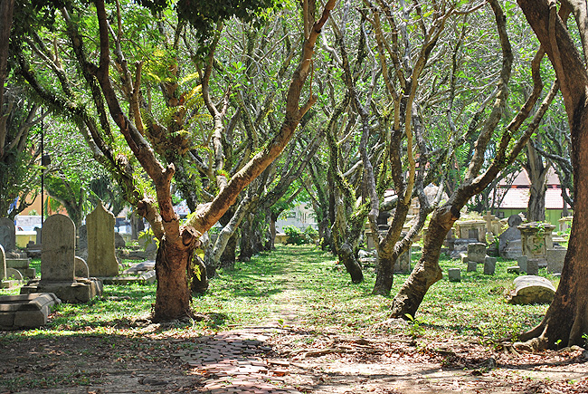 Penang - Georgetown- Uralte Frangipanie Bäume schmücken die Pfade zwischen Grabruinen von Penang Pionieren. 