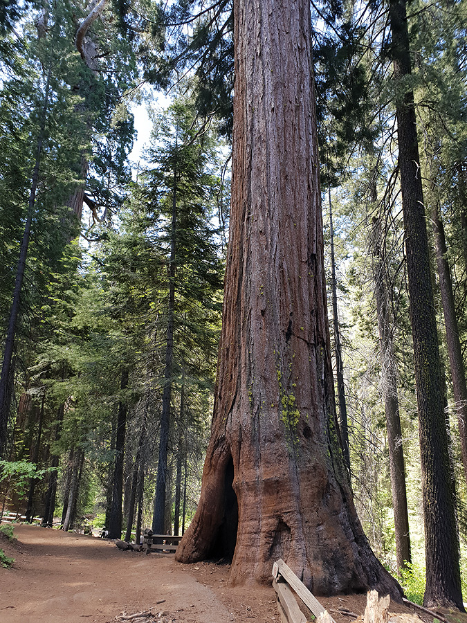 Yosemite Nationalpark - Wanderung auf The Historic BigOak Flat Road